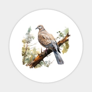 Collared Dove Magnet